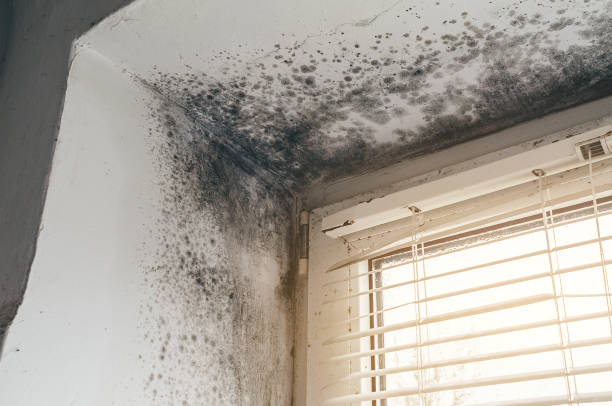 Affordable Crawl Space Mold Remediation solutions in Clinton, NC